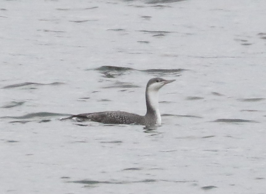 Colimbo Chico - ML646242708