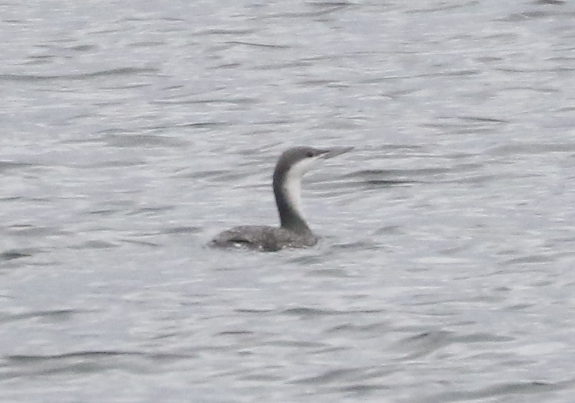 Colimbo Chico - ML646242709