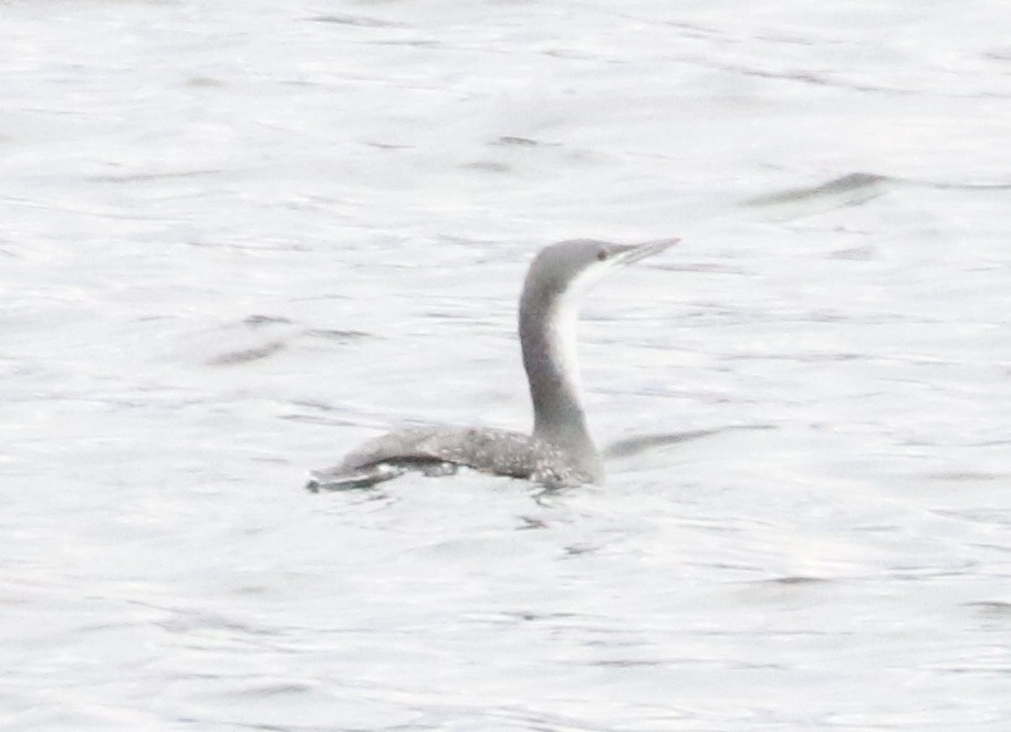 Colimbo Chico - ML646242710