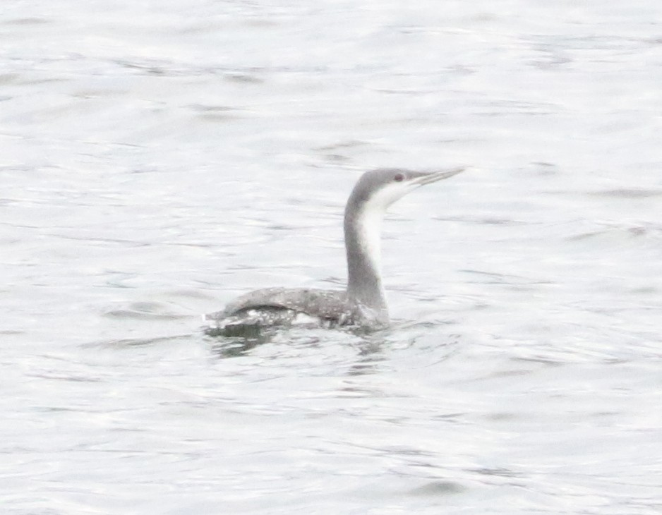 Colimbo Chico - ML646242711