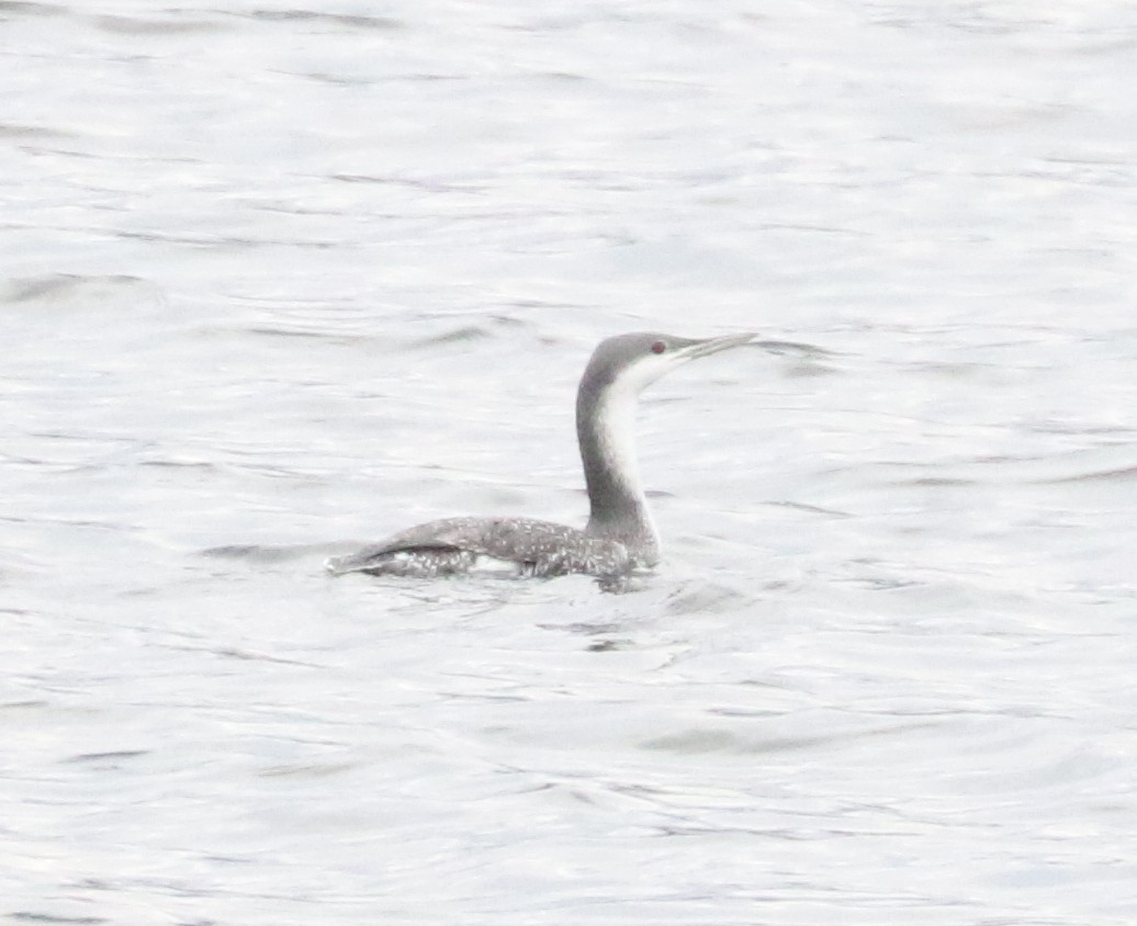 Colimbo Chico - ML646242712