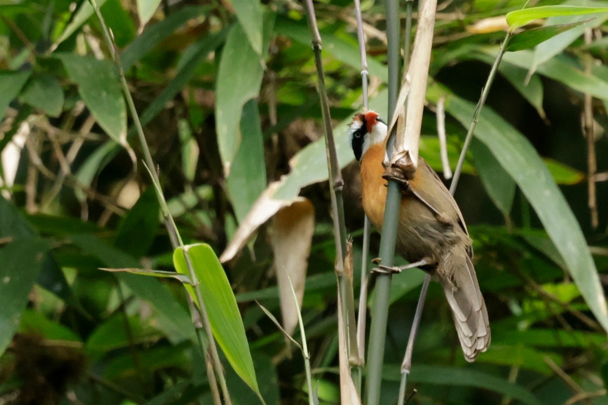 Cimitarra Coralina - ML646242713