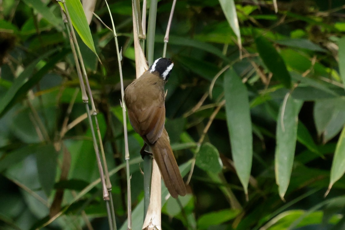Cimitarra Coralina - ML646242714