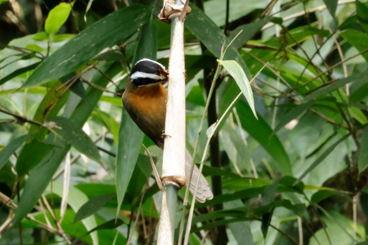 Cimitarra Coralina - ML646242715