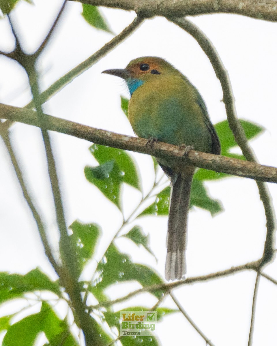 Momoto Gorjiazul - ML646242716