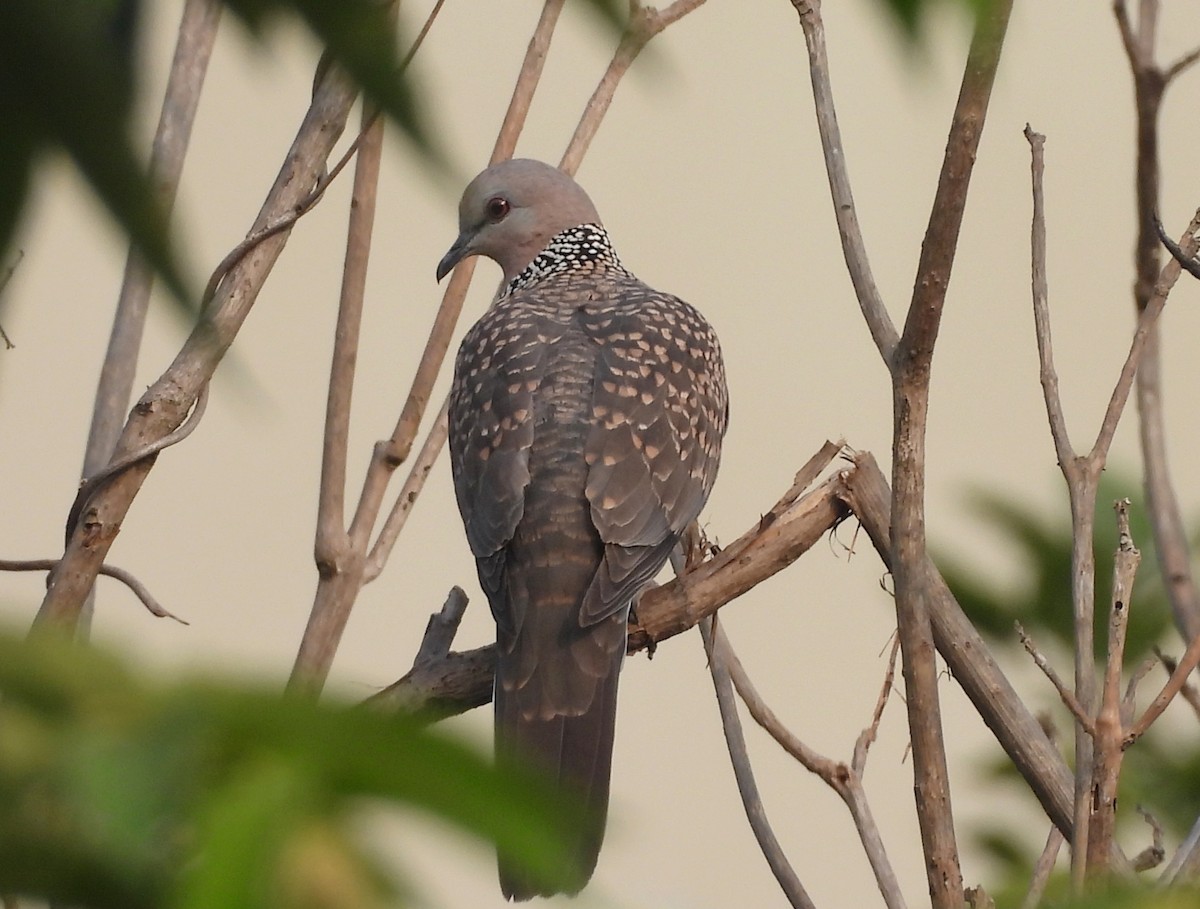 Tórtola Moteada - ML646242717