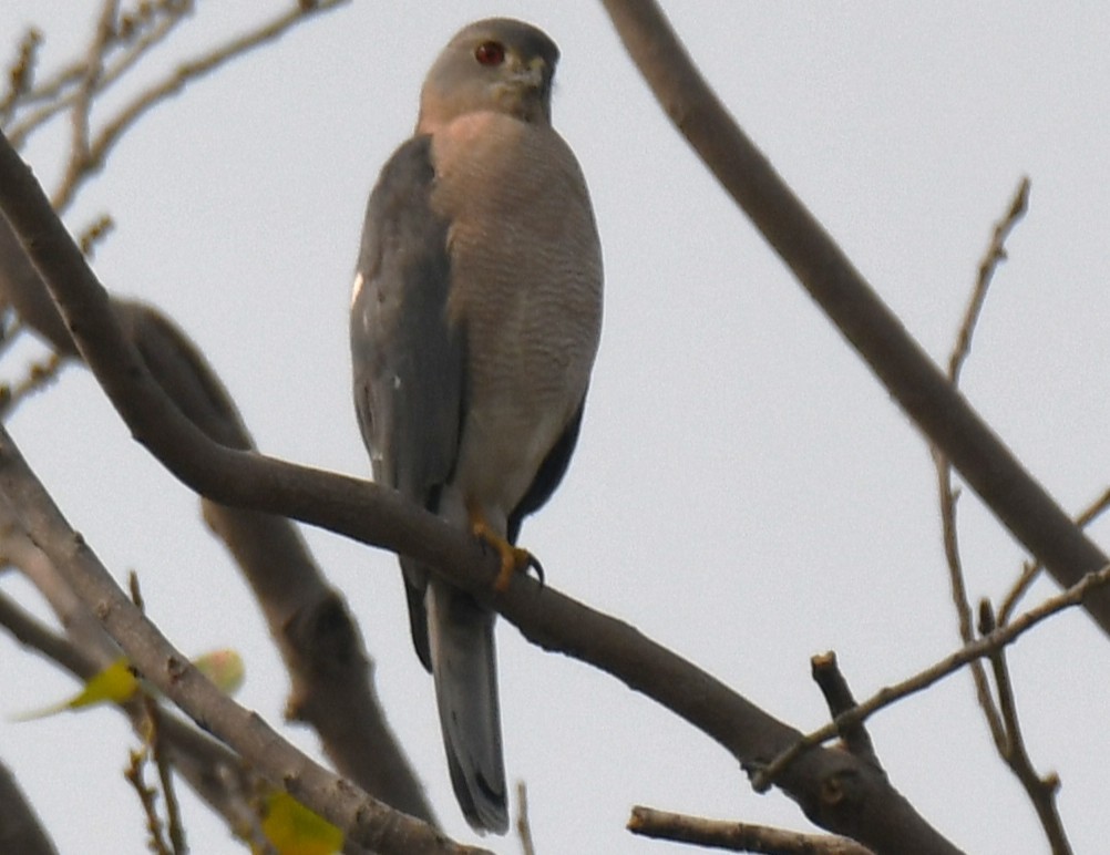 Gavilán Chikra - ML646242718