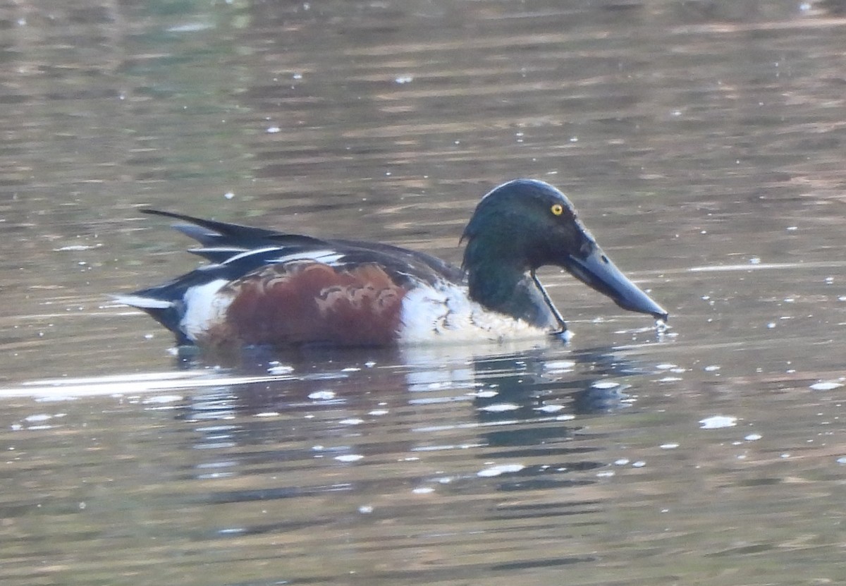 Cuchara Común - ML646242721