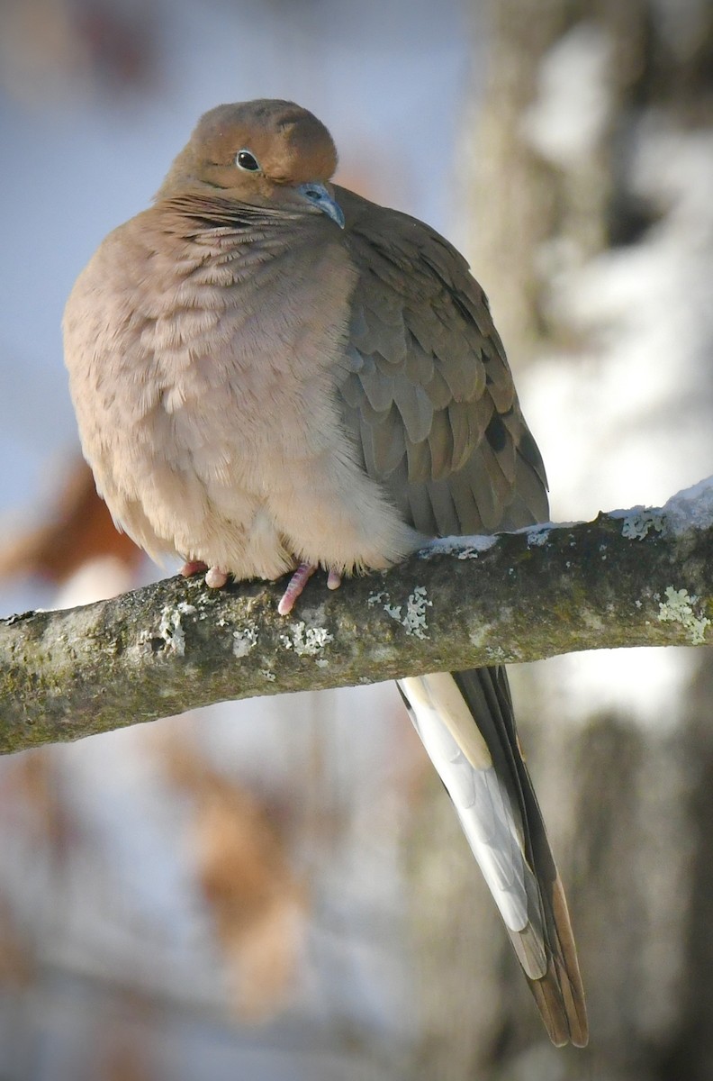 Zenaida Huilota - ML646242722