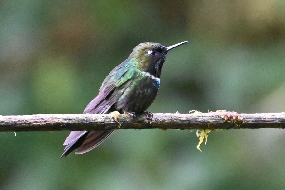 Colibrí Pectoral - ML646242723
