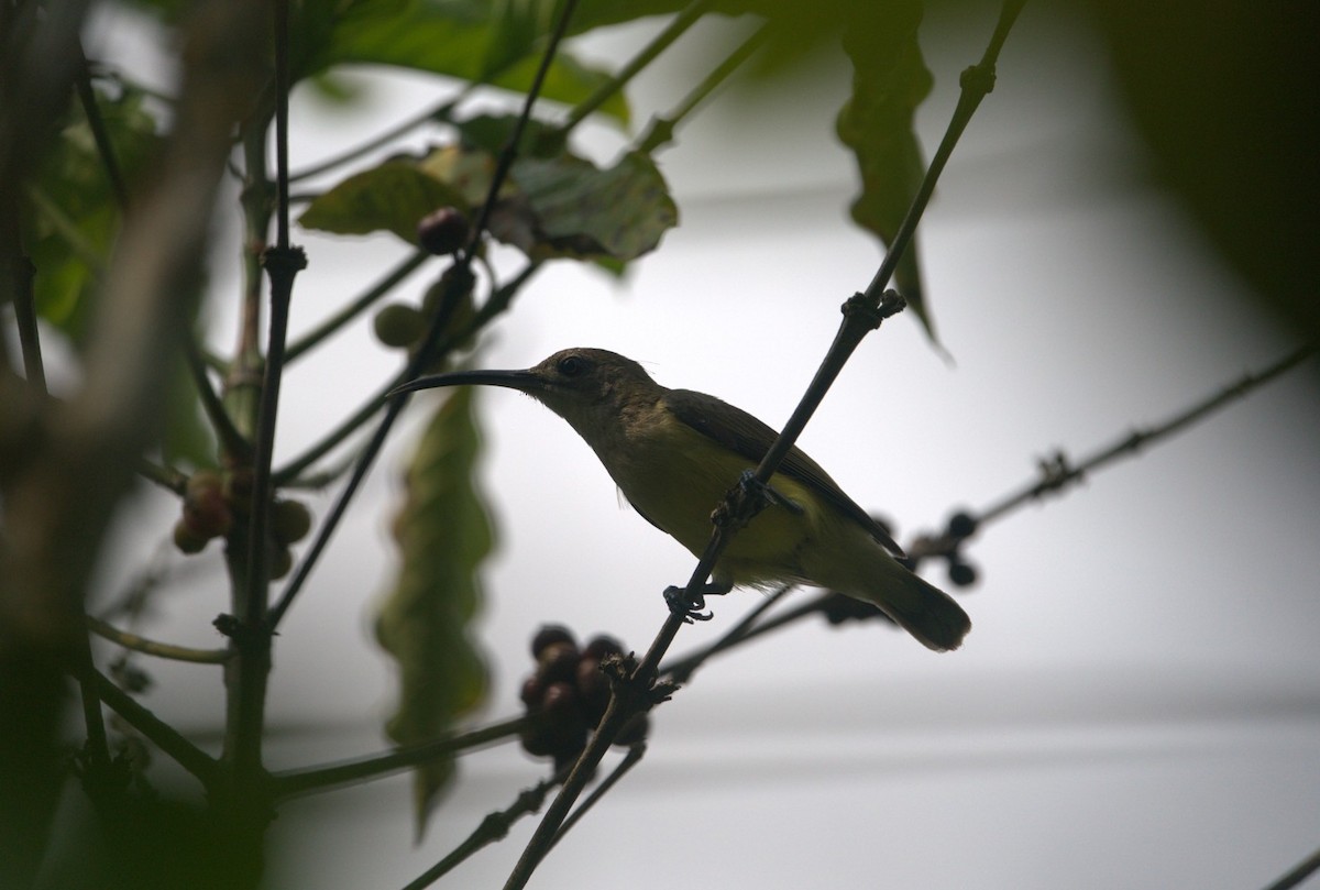 Arañero Chico - ML646242726