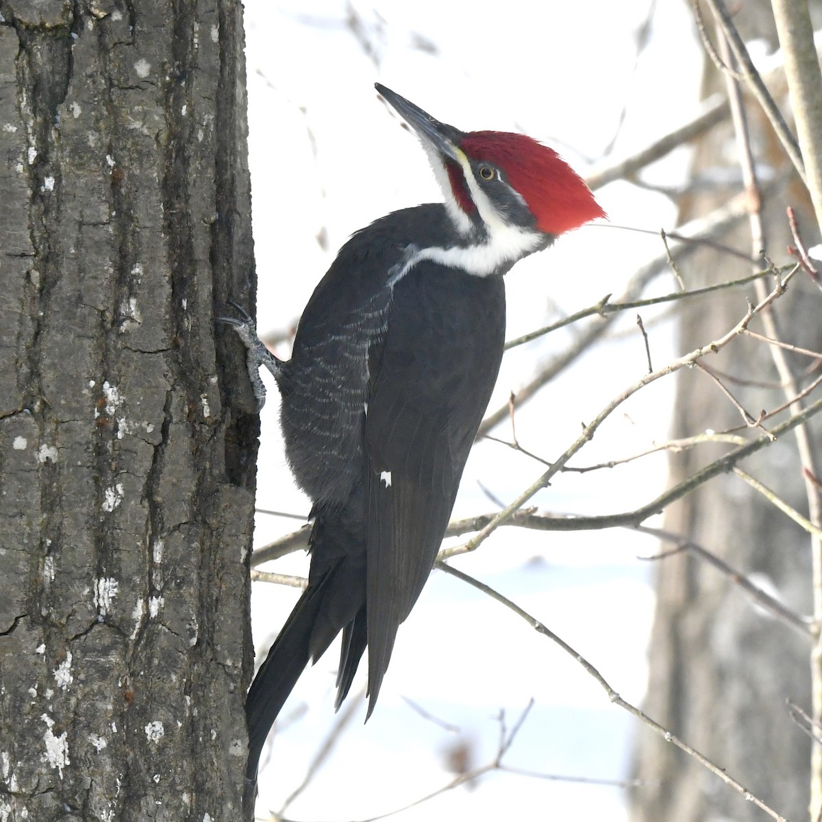 Picamaderos Norteamericano - ML646242727