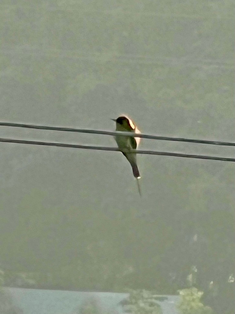 Abejaruco Esmeralda Oriental - ML646242728