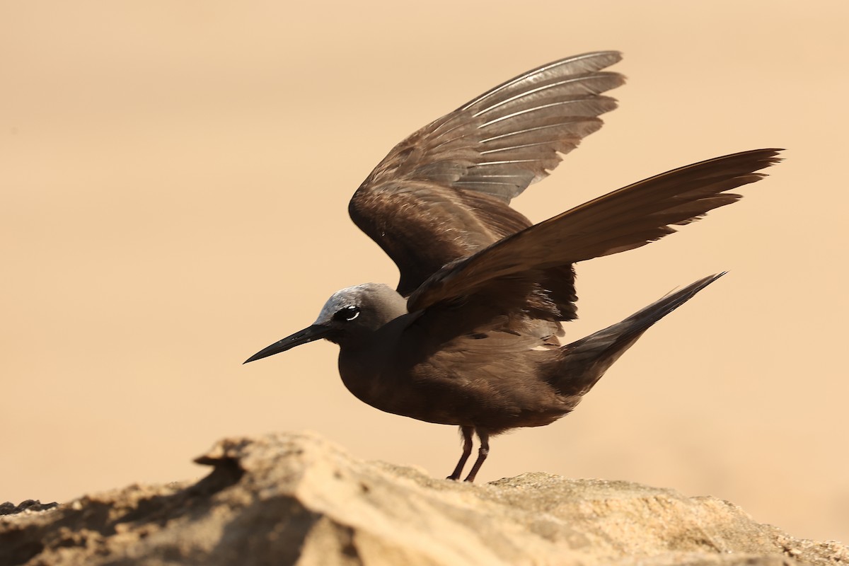 Lesser Noddy - ML646242730