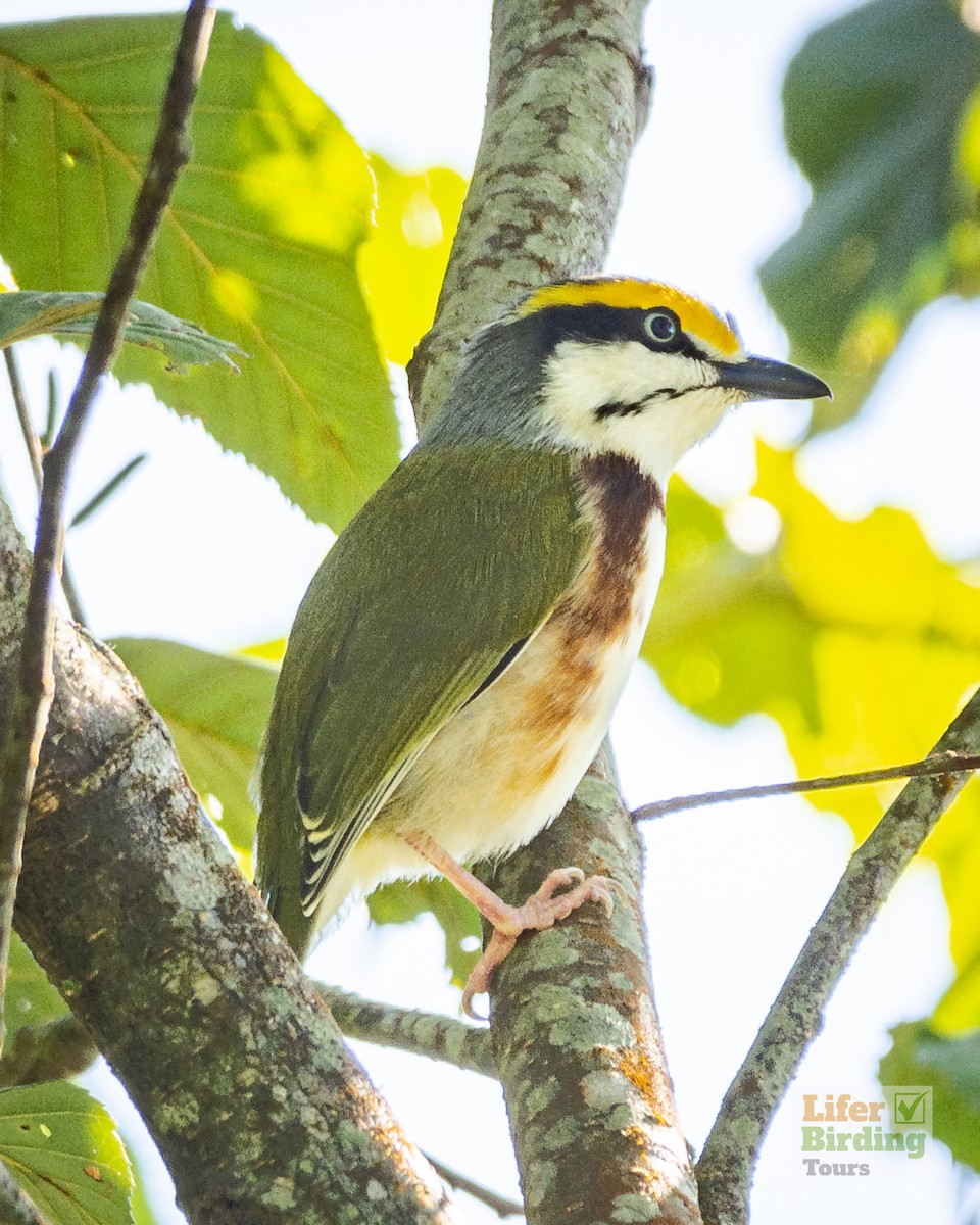 Chestnut-sided Shrike-Vireo - ML646242732