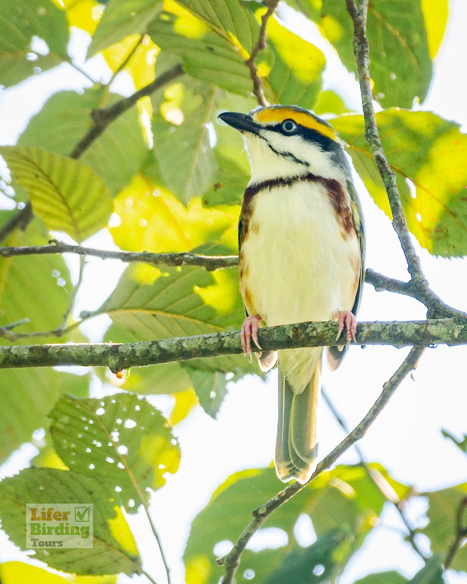 Chestnut-sided Shrike-Vireo - ML646242733