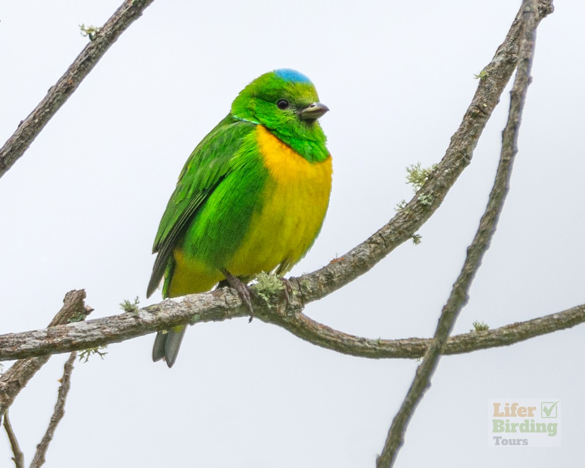 Blue-crowned Chlorophonia - ML646242740