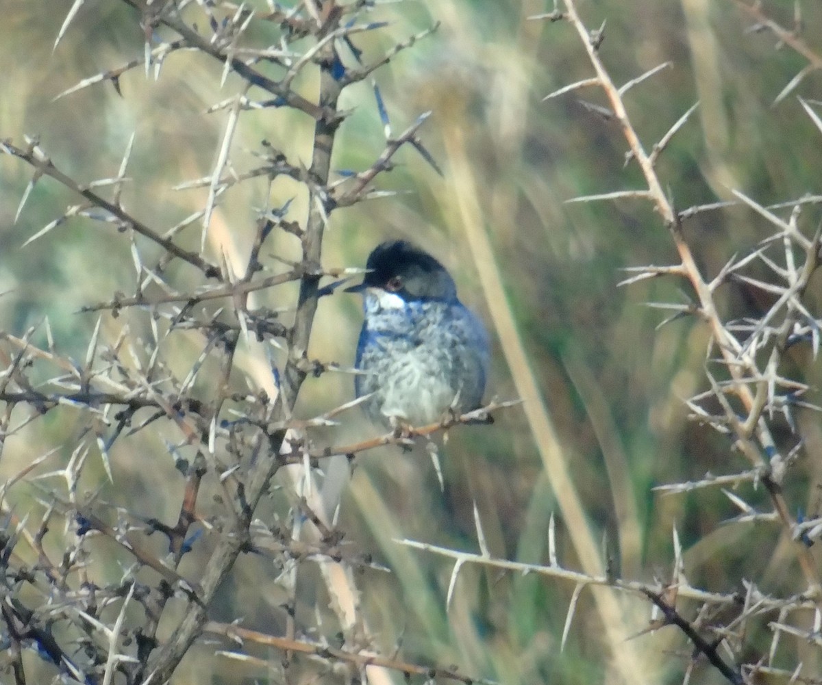 Cyprus Warbler - ML646242752