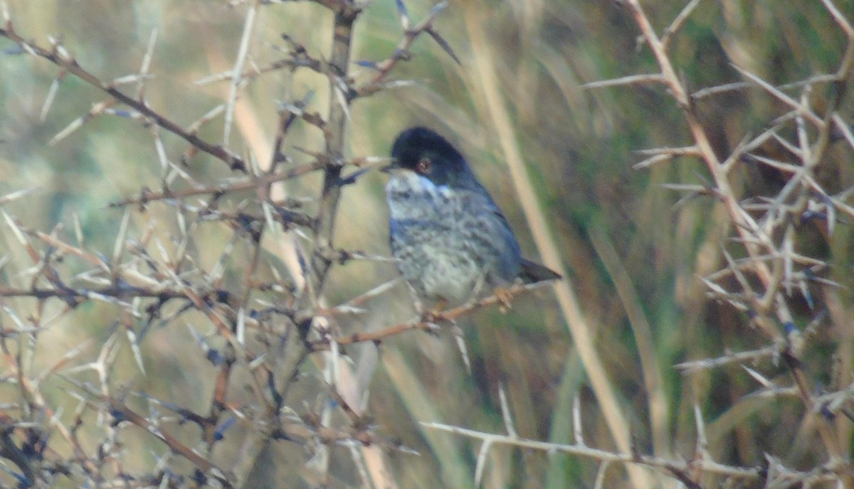 Cyprus Warbler - ML646242753