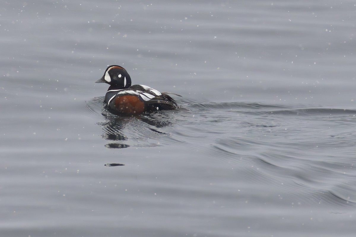 Harlequin Duck - ML646242756