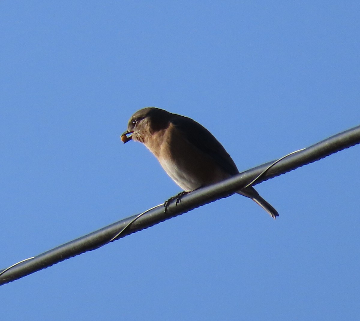 Merlebleu de l'Est - ML646242757