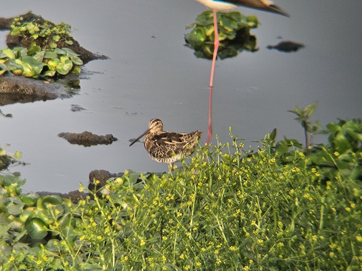 חרטומית ביצות - ML646242759