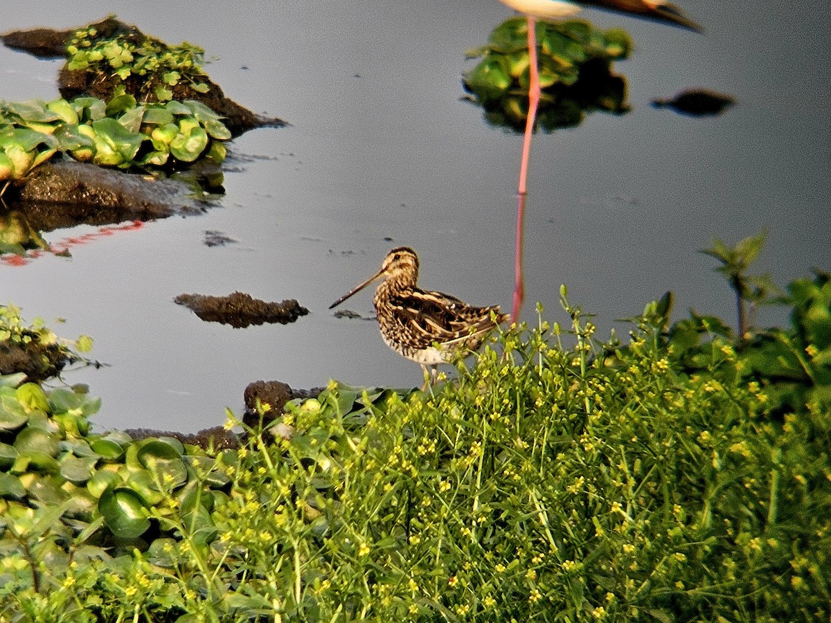 חרטומית ביצות - ML646242761