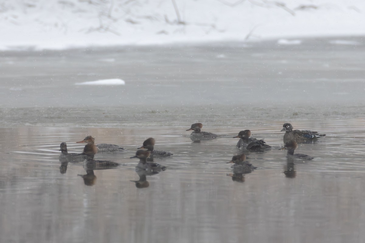 Wood Duck - ML646242769