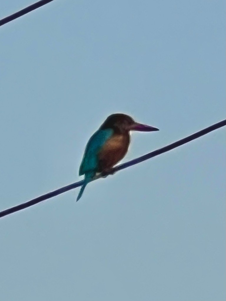 White-throated Kingfisher - ML646242770