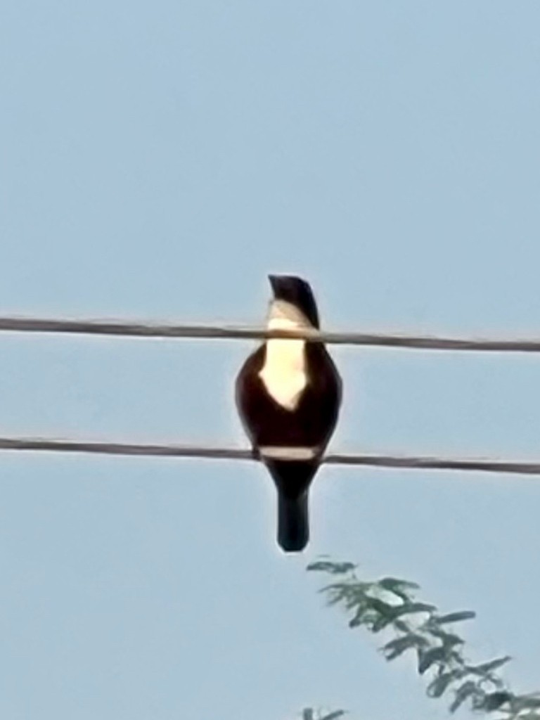 White-throated Kingfisher - ML646242771