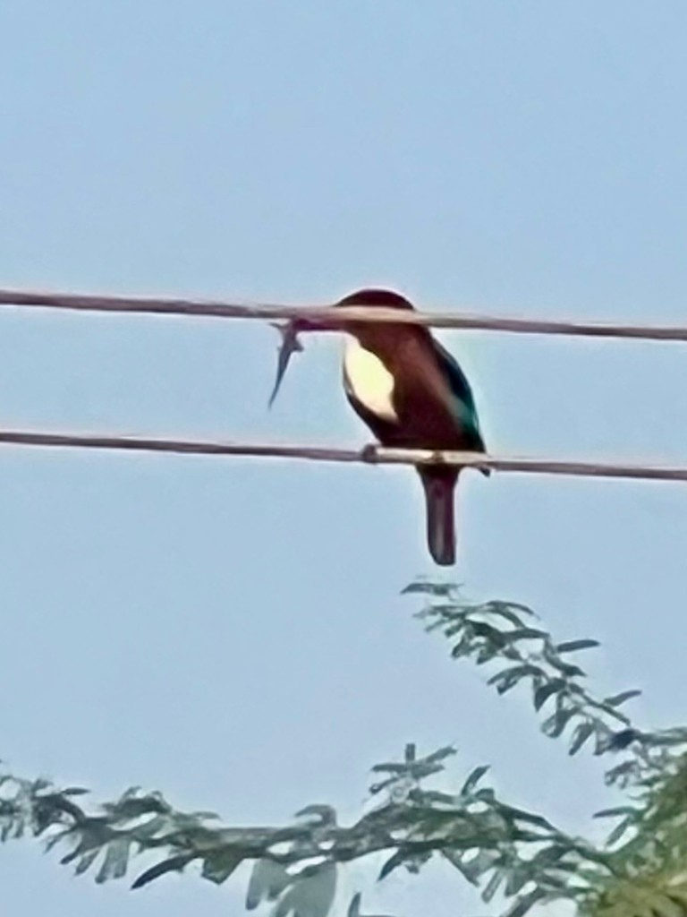 White-throated Kingfisher - ML646242772