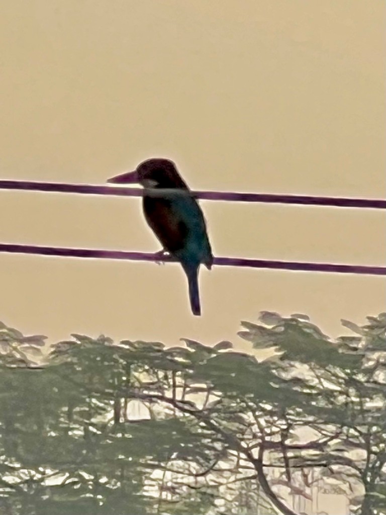 White-throated Kingfisher - ML646242773