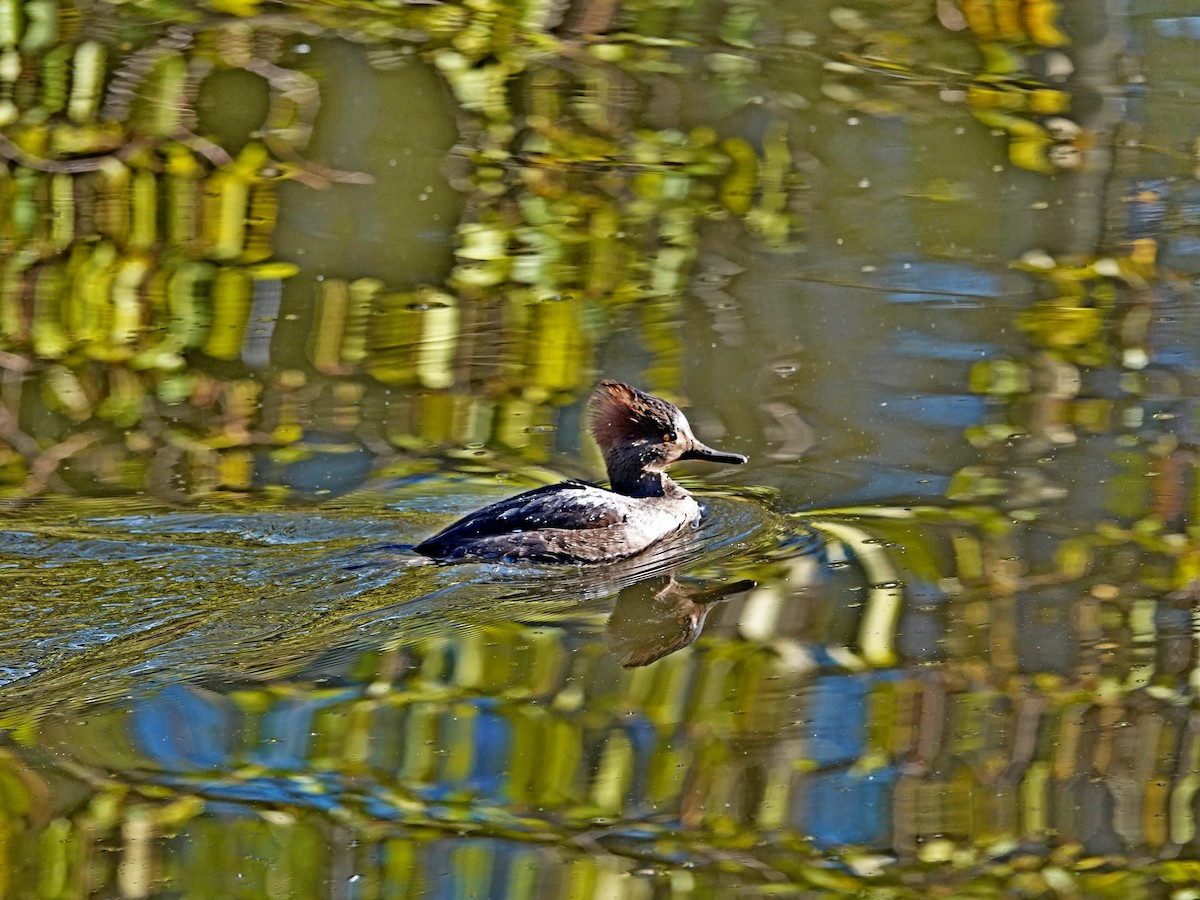 Hooded Merganser - ML646242775