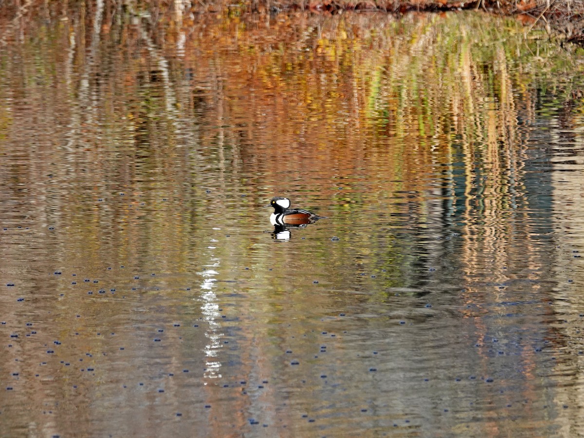 Hooded Merganser - ML646242778