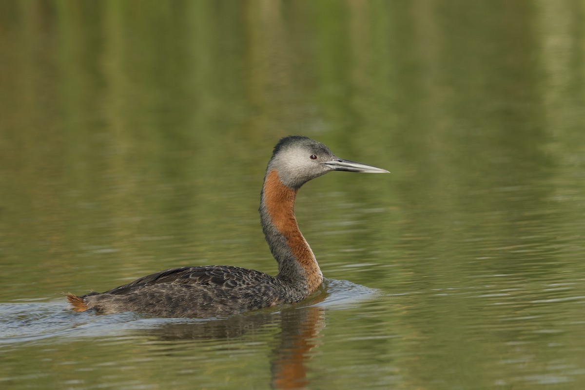 Murgil handia - ML646242779