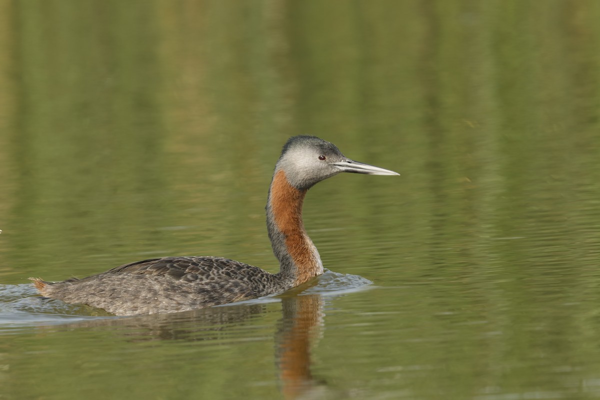 Murgil handia - ML646242780