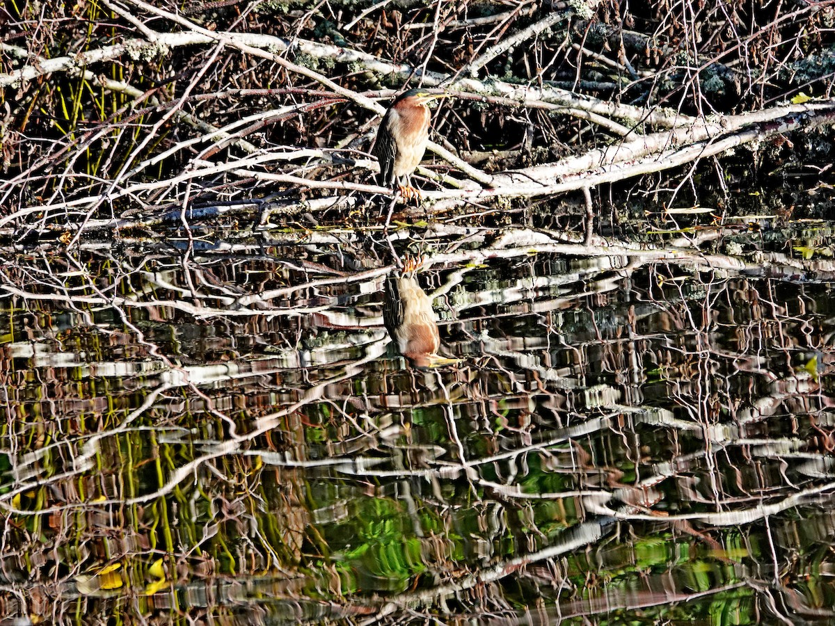 Green Heron - ML646242782
