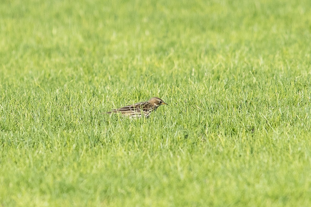 lappiplerke - ML646242790