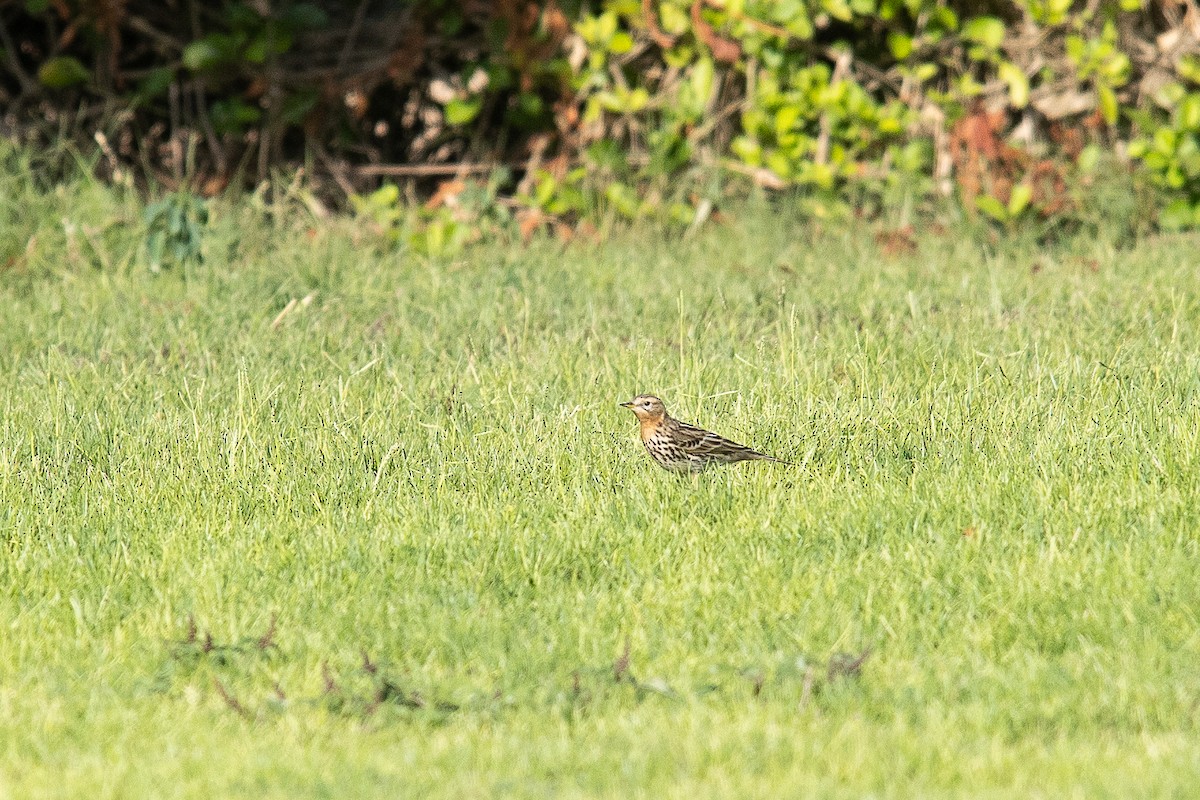 lappiplerke - ML646242791