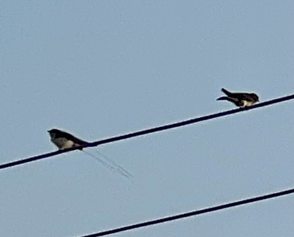 Wire-tailed Swallow - ML646242793