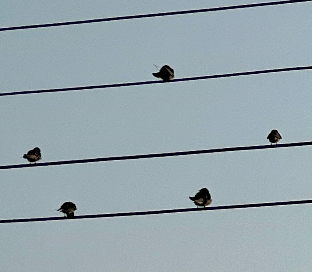 Wire-tailed Swallow - ML646242794