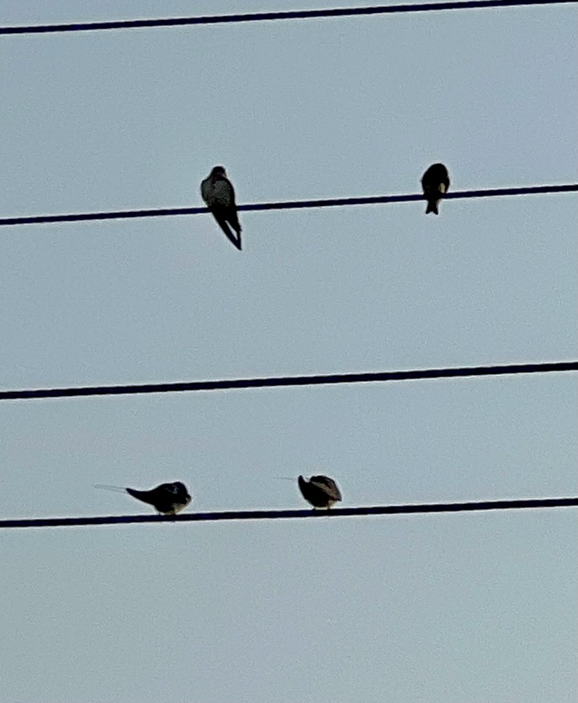 Wire-tailed Swallow - ML646242795