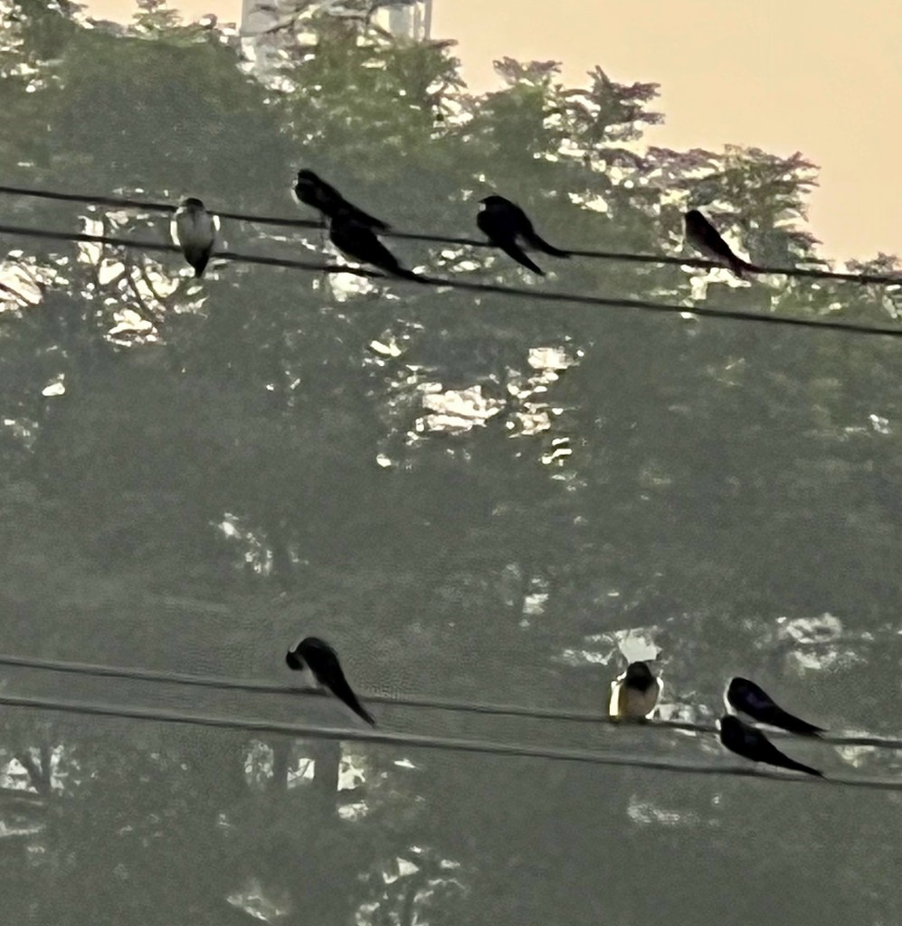 Wire-tailed Swallow - ML646242796