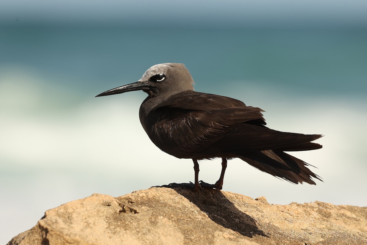 Lesser Noddy - ML646242797