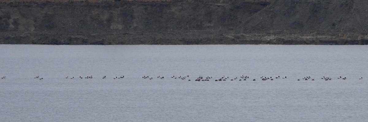 Common Shelduck - ML646242800