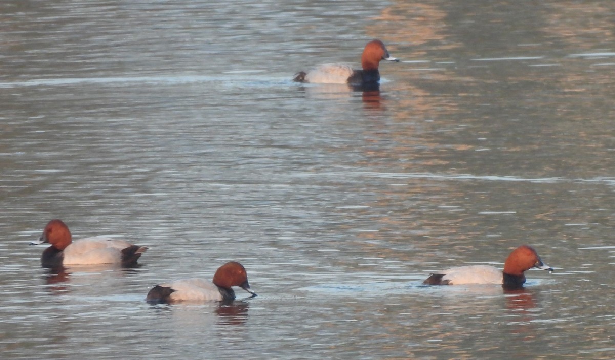 Common Pochard - ML646242803