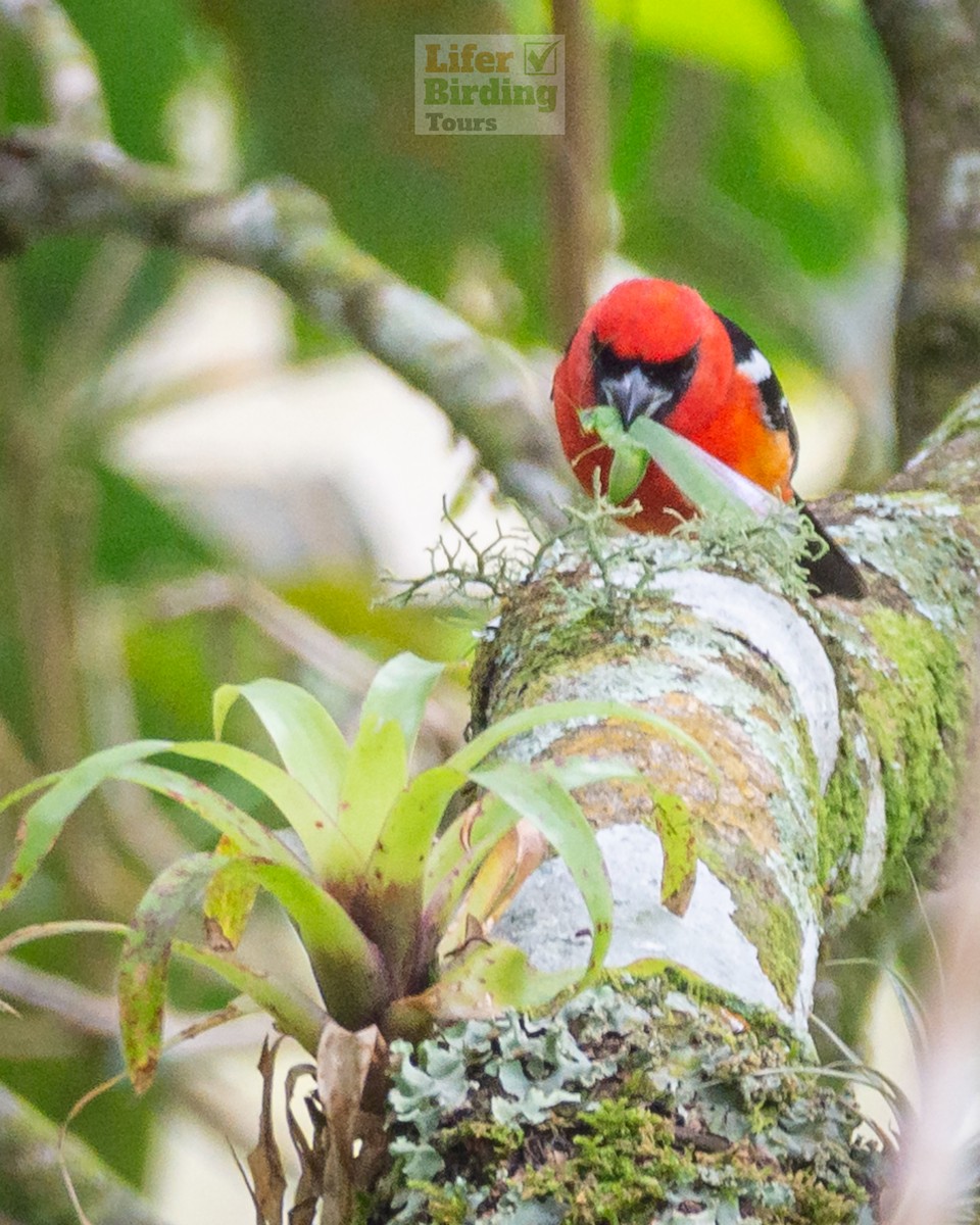 White-winged Tanager - ML646242804