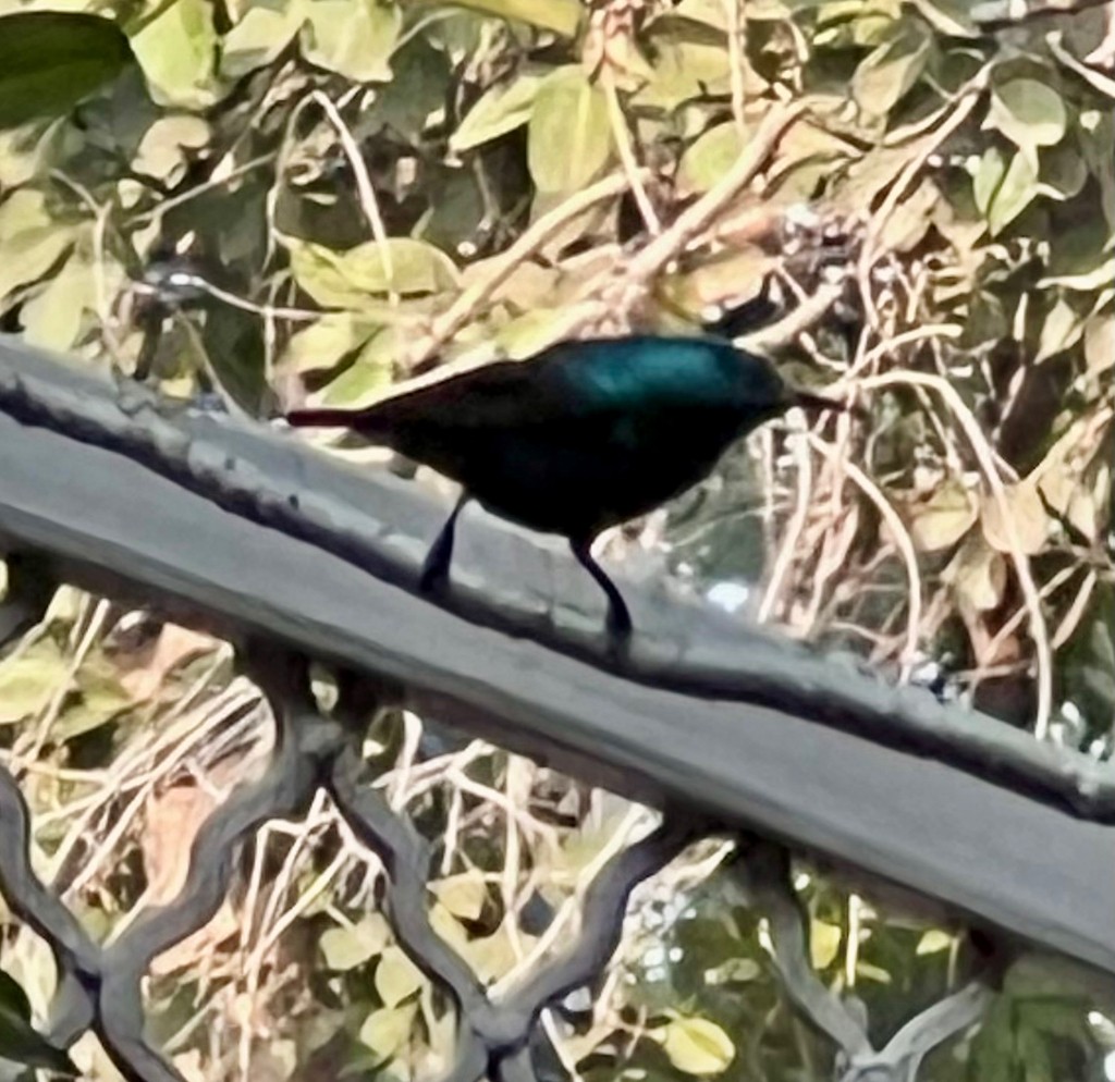 Purple Sunbird - ML646242808