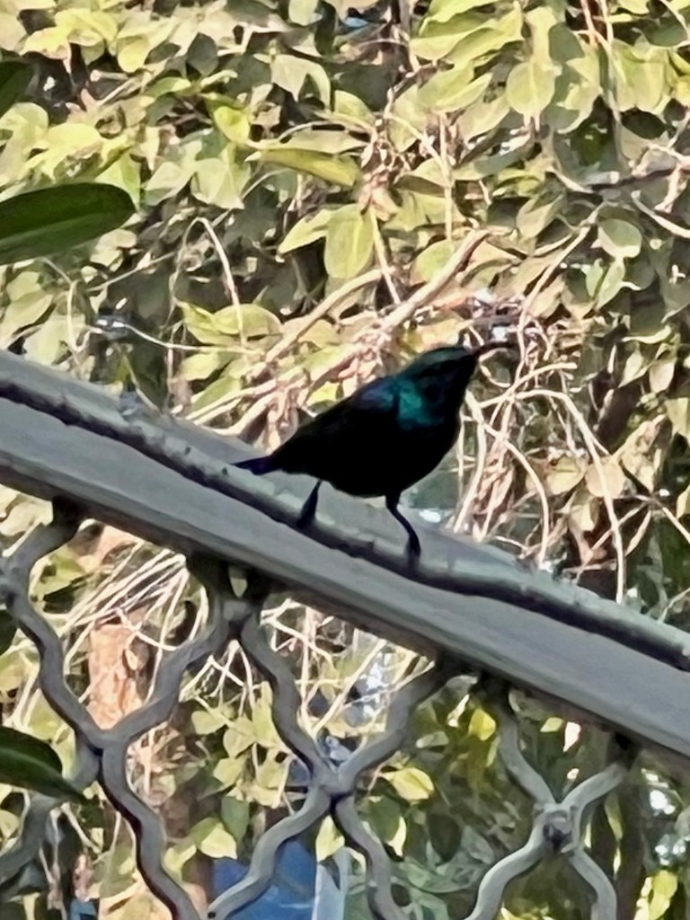 Purple Sunbird - ML646242809