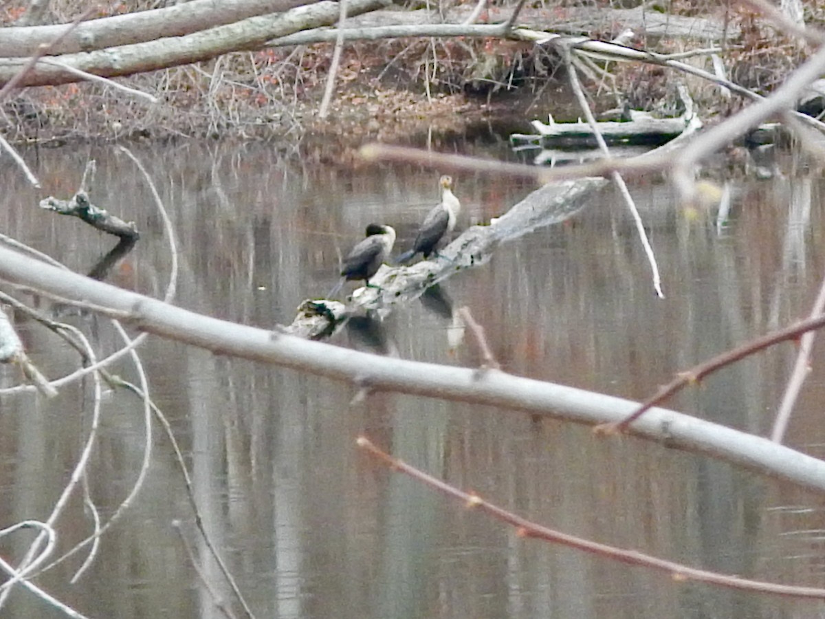 Cormoran à aigrettes - ML646242818